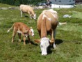 /album/fotogalerie-sommer/koralpe-s-2008-029-jpg/